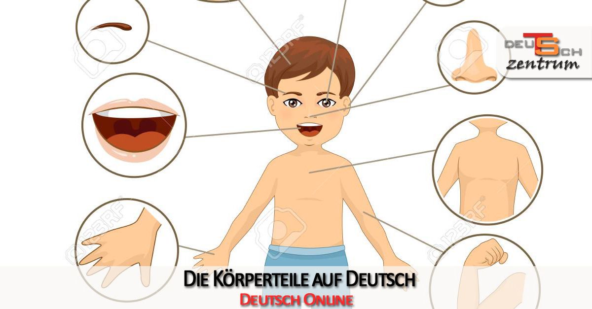 Die Körperteile auf Deutsch